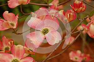 Pink Dogwood