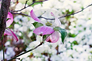 Pink dogwood bloom on branch in springtime with bokeh background