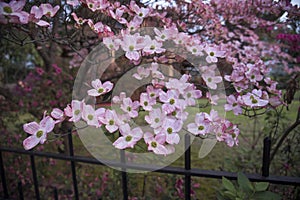 Pink dogwood blooming in Texas Spring