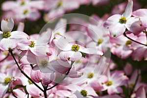 Pink Dogwood Blooms