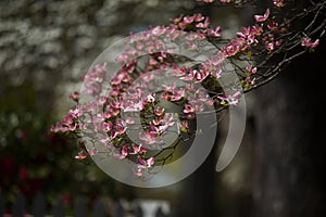 Pink Dogwood Blooms During Spring in Direct Sunlight