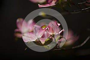 Pink Dogwood Blooms During Spring in Direct Sunlight