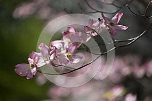 Pink Dogwood Blooms in Springtime