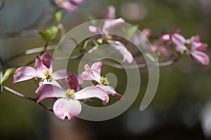 Pink Dogwood Blooms in Springtime