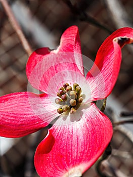 Pink dogwood blossom closeup in sun