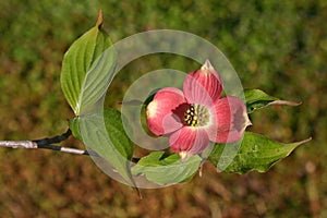 Pink Dogwood Blossom