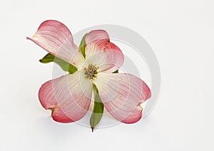 Pink Dogwood Blossom