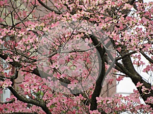 Pink dogwood blossoms