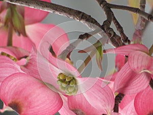 Pink dogwood blossoms