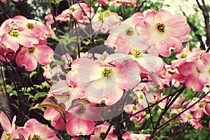 Pink Dogwood Blossoms