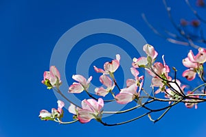 Pink Dogwood Blossoms Against Blue Sky