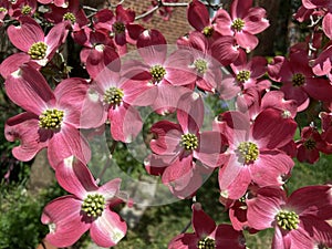 Pink Dogwood Blossoms in April in Spring