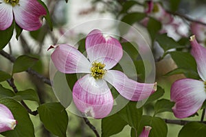 Pink Dogwood Blossoms - Cornus florida Rubra