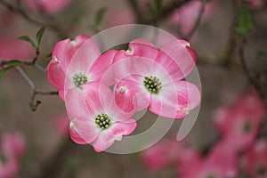 Pink Dogwood Branch Cluster of Three Blooms