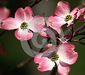 Rosa madera del perro detallado 