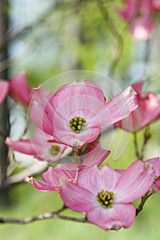Pink Dogwood Fantasy