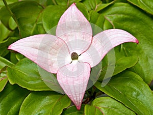 Pink dogwood flower in bloom