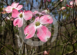 Pink dogwood flowers in Frick Park, a city park in Pittsburgh, Pennsylvania, USA