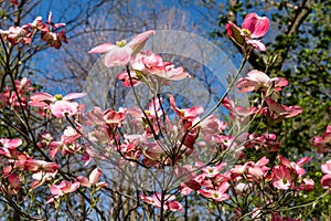 Pink dogwood flowers in Frick Park, a city park in Pittsburgh, Pennsylvania, USA