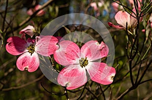 Pink dogwood flowers in Frick Park, a city park in Pittsburgh, Pennsylvania, USA