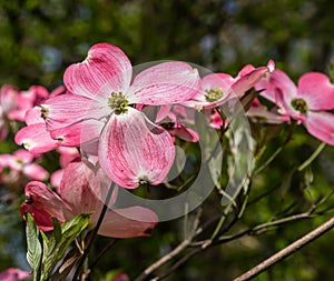 Pink dogwood flowers in Frick Park, a city park in Pittsburgh, Pennsylvania, USA