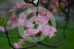 Pink dogwood flowers in the spring