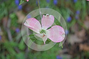 Pink dogwood flowers in the spring