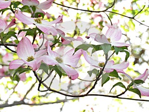 Pink dogwood flowers