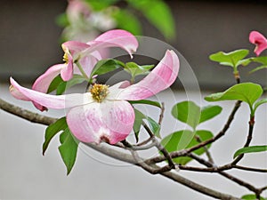 Pink dogwood flowers