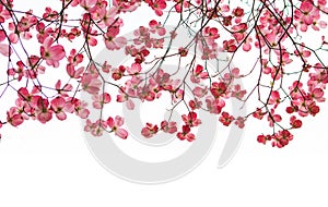 Pink Dogwood Tree Banner with Branches