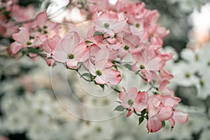 Pink Dogwood Tree Blossom