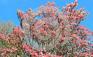 Pink Dogwood Tree in full Bloom