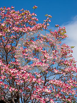 Pink dogwood tree in full bloom against blue sky in springtime