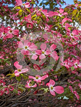 Pink dogwood tree in full bloom in springtime