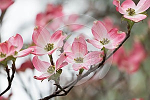 Pink Dogwood Tree in Spring