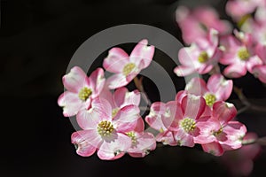 Pink Dogwoods On Black Background With Copy Space Horizontal photo