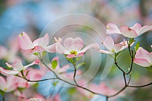 Pink Dogwoods in Bloom with blue sky photo