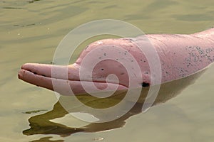 Pink dolphin