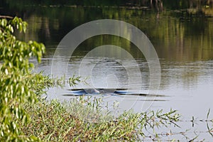 Pink dolphin, Brazil