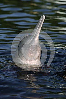 Pink dolphin, Inia geoffrensis