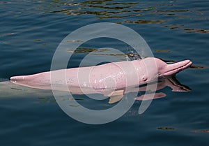 Pink Dolphin.
