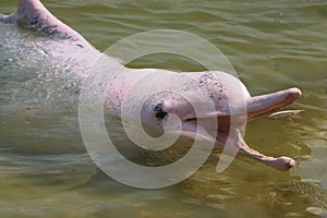 Pink Dolphin