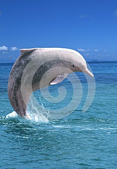 Pink Dolphin