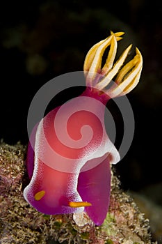 Pink dorid nudibranch (portrait)