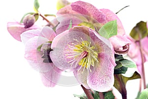 Pink dotted hellebore flower on white background