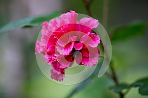 Pink Double bloom hibiscus