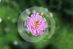 Pink Double Dutch Cosmo Flower Close up