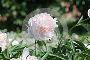 Pink double flower of Paeonia lactiflora cultivar Madame Calot close-up. Flowering peony plant in garden