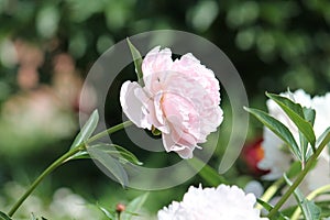 Pink double flower of Paeonia lactiflora cultivar Madame Calot close-up. Flowering peony plant in garden