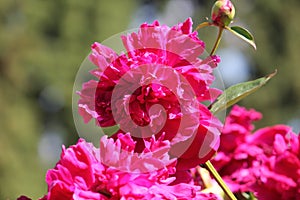 Pink double flower of Paeonia lactiflora cultivar Monsieur Ruth Clay close-up. Flowering peony